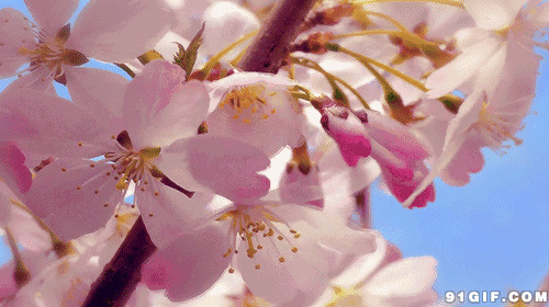 桃花朵朵开视频图片