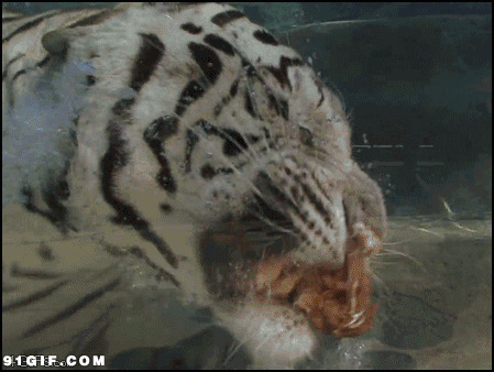 猛虎水中咬食物图片