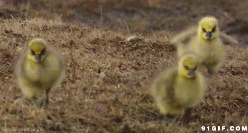 小鸡奔跑动态图片:小鸡,奔跑