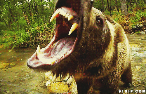 河边狗熊张嘴图片:狗熊,凶恶