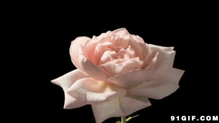 粉玫瑰动态图片:玫瑰