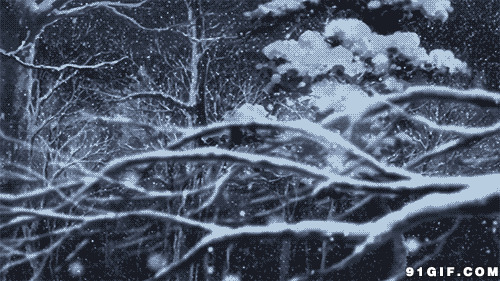 寒冬飘雪铺盖枯枝图片