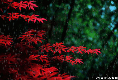 雨水落红叶唯美动画图片