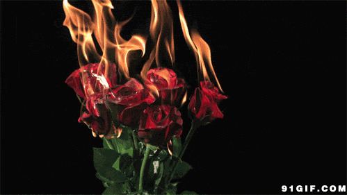 燃烧玫瑰的火焰图片