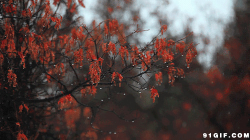 秋雨绵绵动态图片:秋雨,下雨,黄叶