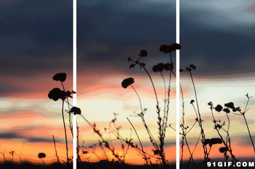 黄昏时分野外小花草图片:黄昏,花草