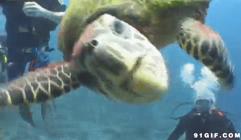 海底大海龟张牙舞爪图片:乌龟,张嘴