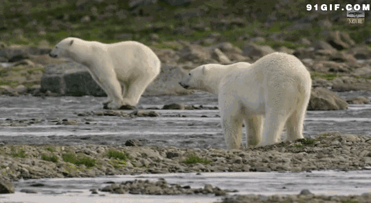 河边的北极熊动态图片:北极熊,狗熊