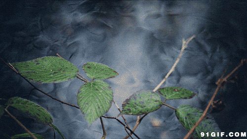 树枝下流淌的溪水图片:树枝,溪水