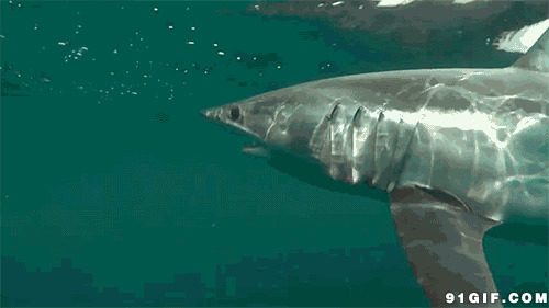 海洋馆鲨鱼图片:海洋馆,鲨鱼