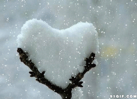 枯枝上的心形积雪图片
