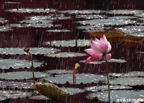 雨中池塘的荷花唯美图片