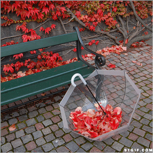 红叶飘落透明伞唯美图片:红叶,树叶,落叶,雨伞