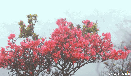 满树红花随风摇动图片:花朵,风吹