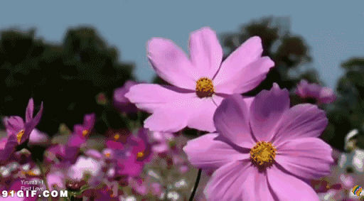 菊花动态图片:鲜花,波斯菊,菊花