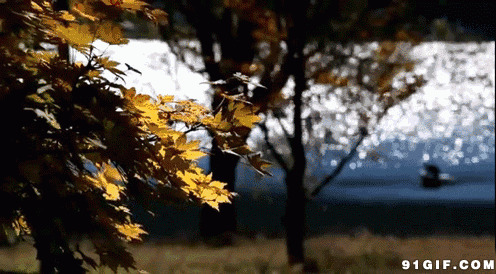 寂静湖边波光粼粼图片:安静,水波,黄叶