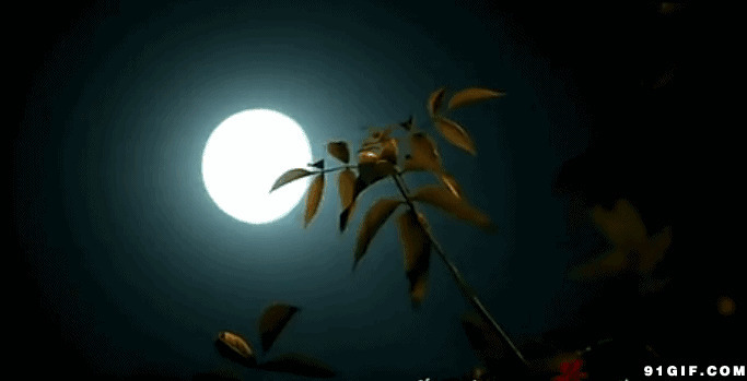 月光照亮摇动的树叶图片