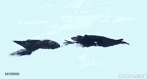 雪地里的乌鸦动态图片:乌鸦,取暖