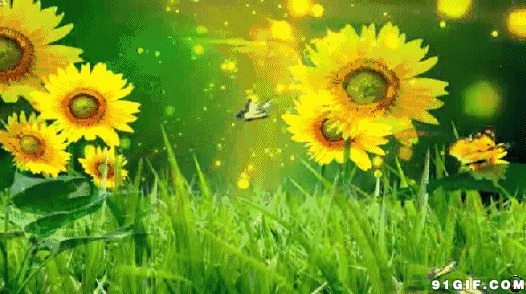 葵花丛中彩蝶飞舞动画图片:蝴蝶,向日葵