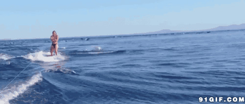 与海豚一起冲浪动态图片