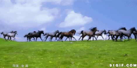 草原上成群结队的骏马动态图片