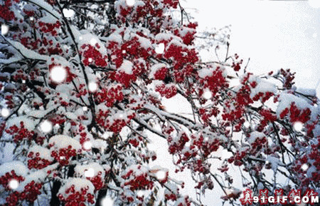 寒冬腊梅飘雪景色图片:寒冬,雪景,下雪