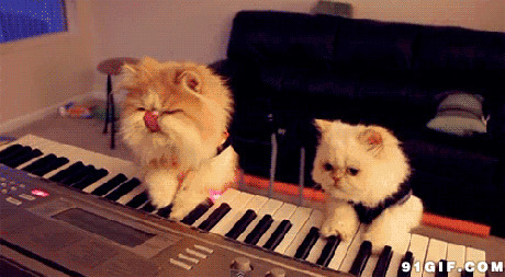 两只猫猫弹电子琴搞笑图片:猫猫,弹琴