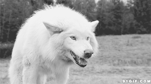 张嘴裂牙白色狼犬图片