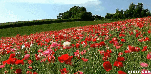 草地茂盛红色鲜花图片