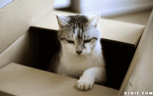 纸箱里的小猫猫图片