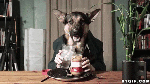 狗狗先生吃早餐搞笑图片:狗狗,吃东西