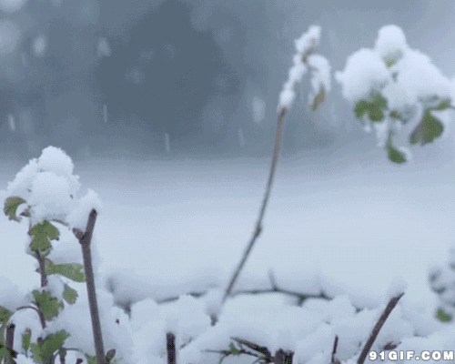 小草傲然挺立无惧风雪唯美图片:风雪,唯美,下雪