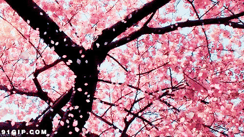 满树桃花飘落花瓣唯美图片:桃树,花瓣,唯美