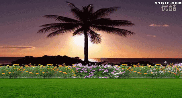 余晖照亮挺立椰子树唯美图片:阳光,椰子树,唯美,椰树