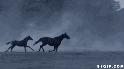 黑色骏马狂奔图片:骏马,奔马,跑马