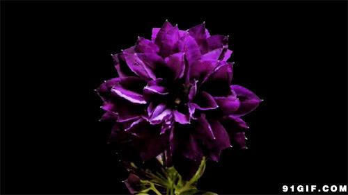 盛开的紫色花朵图片