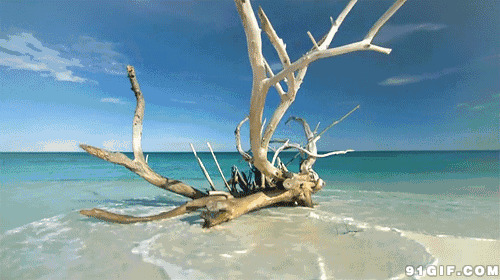 海滩上的枯枝图片:海滩,枯枝,枯木