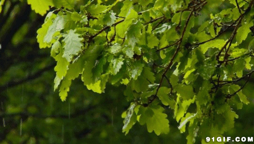 秋雨击打枝头绿叶图片