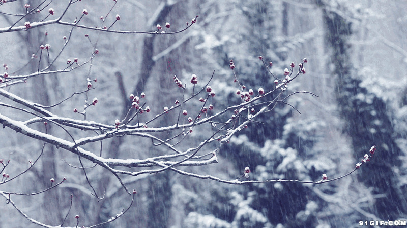 雪中梅花待放图片:梅花,下雪,雪景