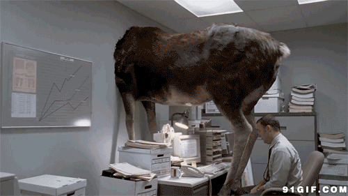 神奇的艺术作品图片:耗牛,动物