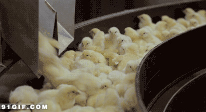 孵化小鸡生产线图片