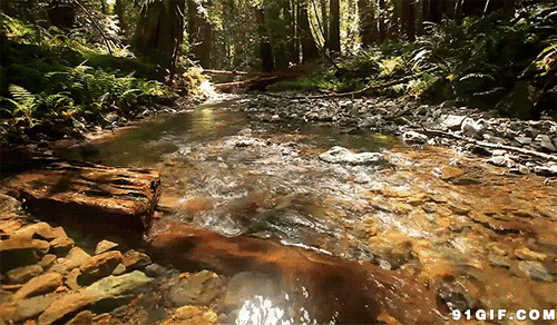清澈见底河水流向山林图片