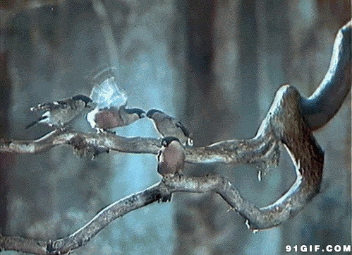 树枝上的麻雀叨架图片