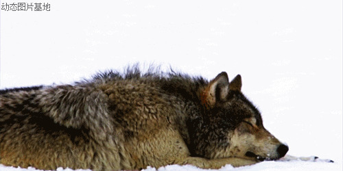 雪中狼图片:狼,动物,