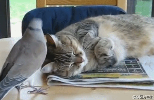 猫与鸽子图片