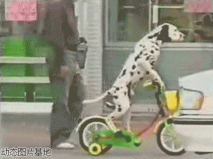 小狗学骑自行车图片:小狗,骑自行车