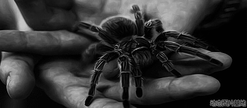 黑蜘蛛图片:蜘蛛,