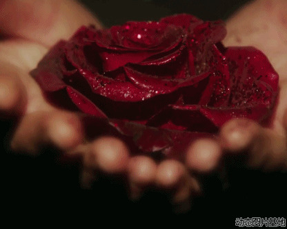 红玫瑰手捧花图片:玫瑰,唯美,梦幻, 