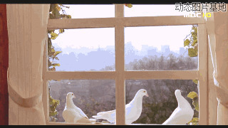 白鸽动态图片:白鸽,美女
