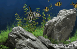 海鱼动态壁纸图片:海鱼,搞笑